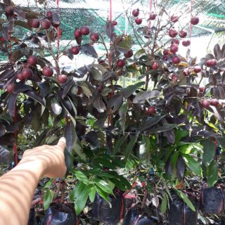 Nhãn long tím ghép cành