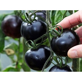 Gói 5 hạt cà chua đen