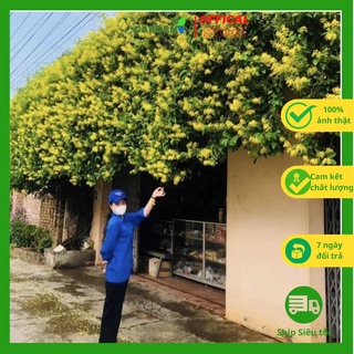 Cây hoa mai hoàng yến thân leo hoa vàng nở hoa quanh năm (ảnh thật số 2-8)