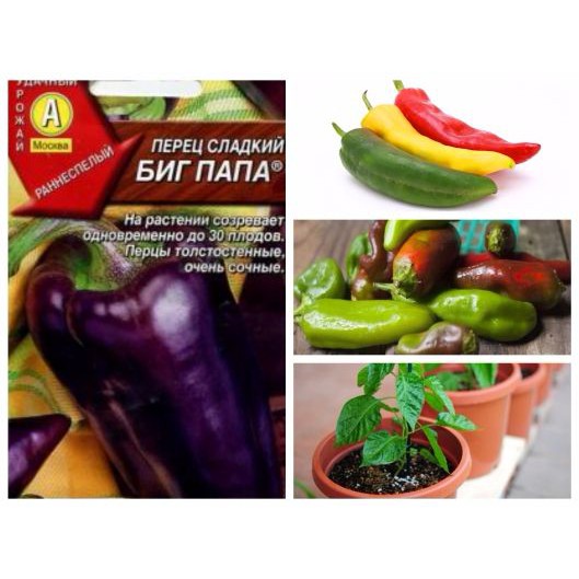 HẠT GIỐNG ỚT NGỌT BIGDADDY