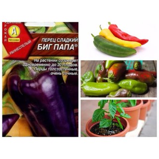 HẠT GIỐNG ỚT NGỌT BIGDADDY