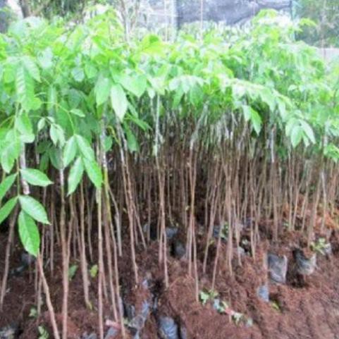 Sản phẩm cây giống TRÁM ĐEN ghép - Cây giống chuẩn F1 + Tặng (0,3kg) phân hữu cơ cao cấp