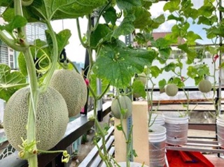Hạt giống dưa lưới vàng