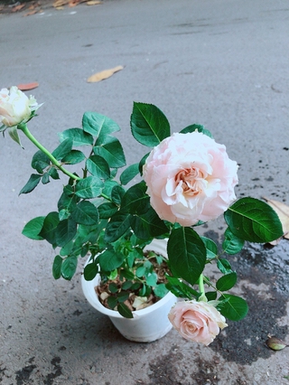 Bụi Hoa Hồng Leo