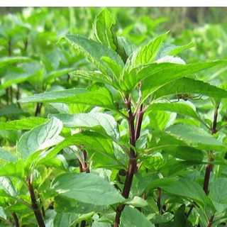 Hạt Giống Rau Húng Quế - 1 gói 2grram - STHG2