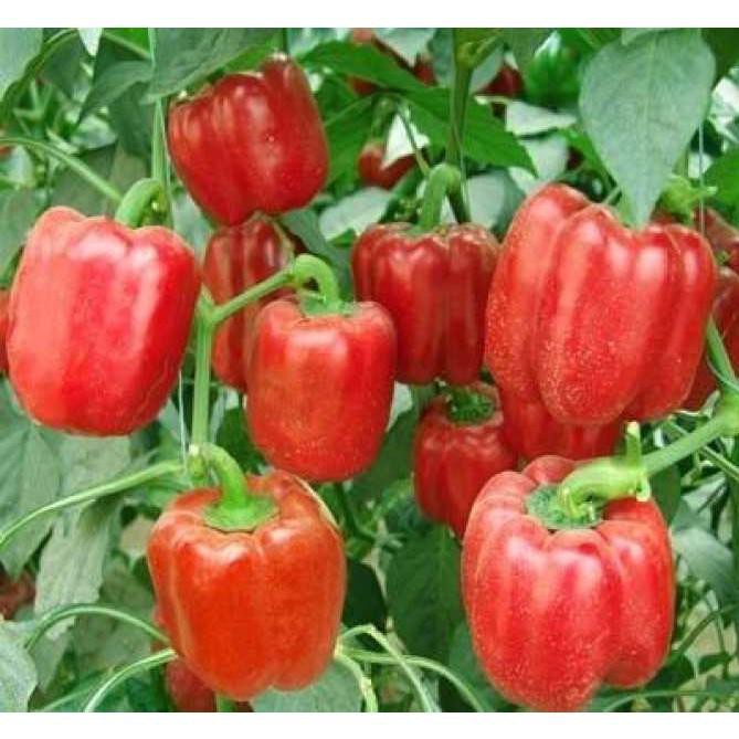 Hạt Giống ỚT CHUÔNG NGỌT LAI F1 (0,1 Gr)
