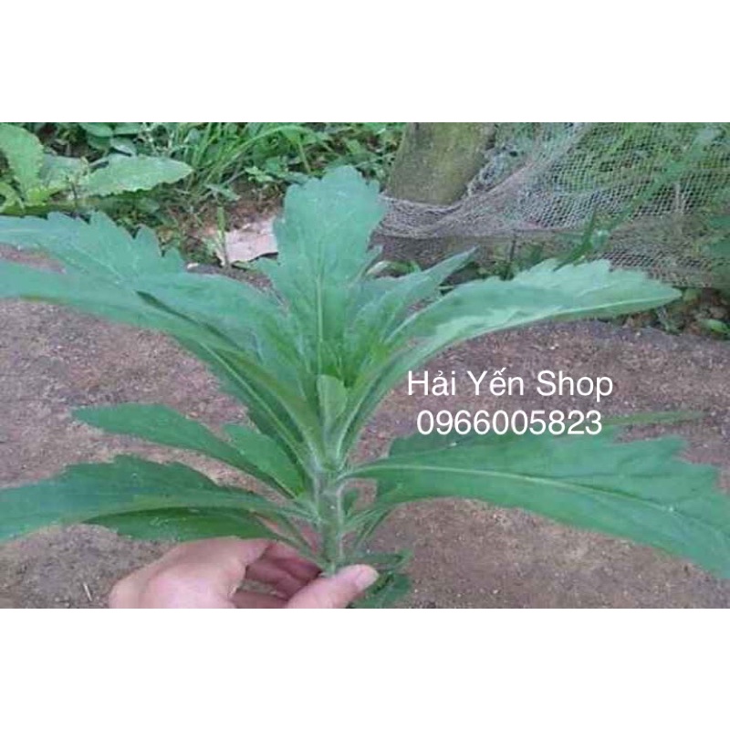 Cây giống Ngải Dại_1 ký tươi_1 ký khô