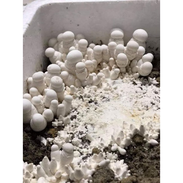 Combo 5 phôi nấm Milky