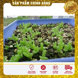 Hạt giống CÂY TAI THỎ ( 4 hạt )