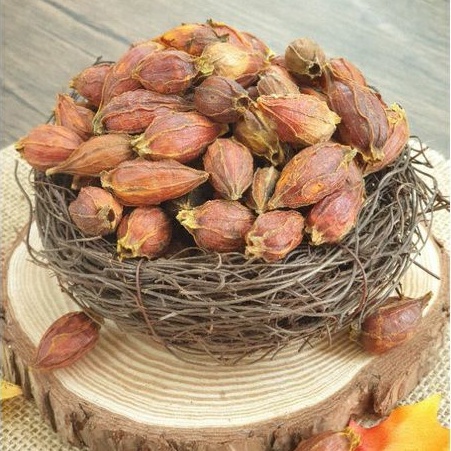 Quả Dành dành (Chi tử) sấy khô, giúp lợi tiểu, thanh nhiệt giải độc, cải thiện chứng tiểu ra máu, viêm tiết niệu