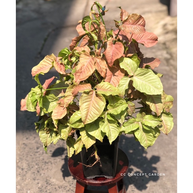 Cây Trầu Bà | Syngonium Pink Neon Arrowhead