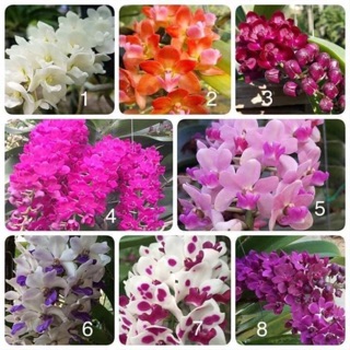 Ngọc điểm các loại (2 năm -5 năm)