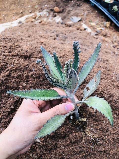Cây giống sen đá Thằn lằn (siêu rẻ)