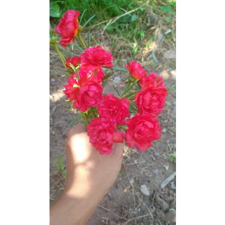 [ Siêu Rẻ ] 1Kg Hoa Mười Giờ Thái Mix Màu ( Cành mẫm sai hoa )