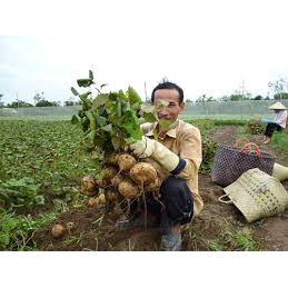 ( Gói 20 hạt )Hạt giống củ đậu siêu trái dễ trồng kháng bệnh tốt năng suất cao-Tổng kho hạt giống giá rẻ