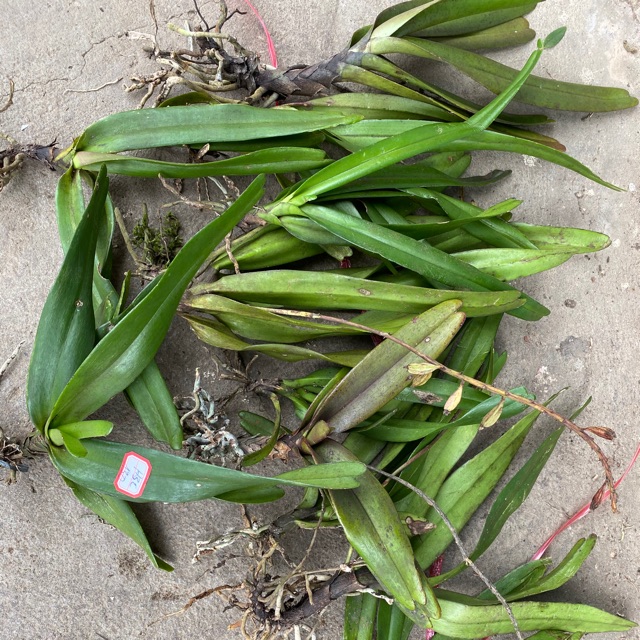 Giáng hương đuôi cáo