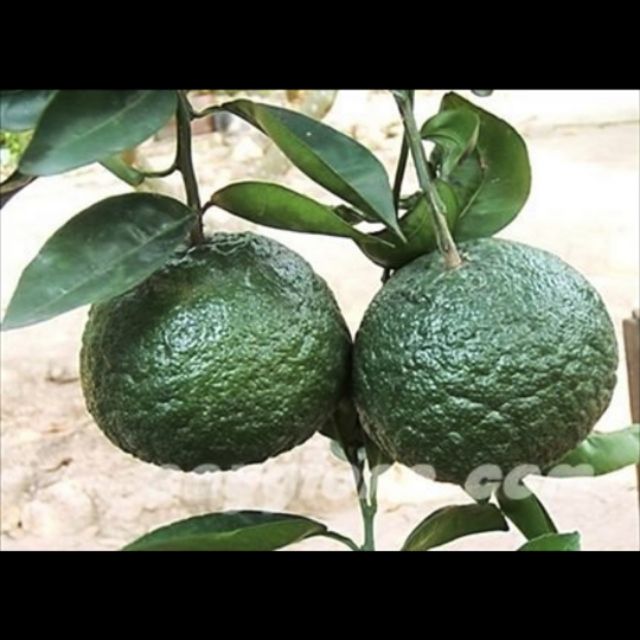 Cây cam sành giống