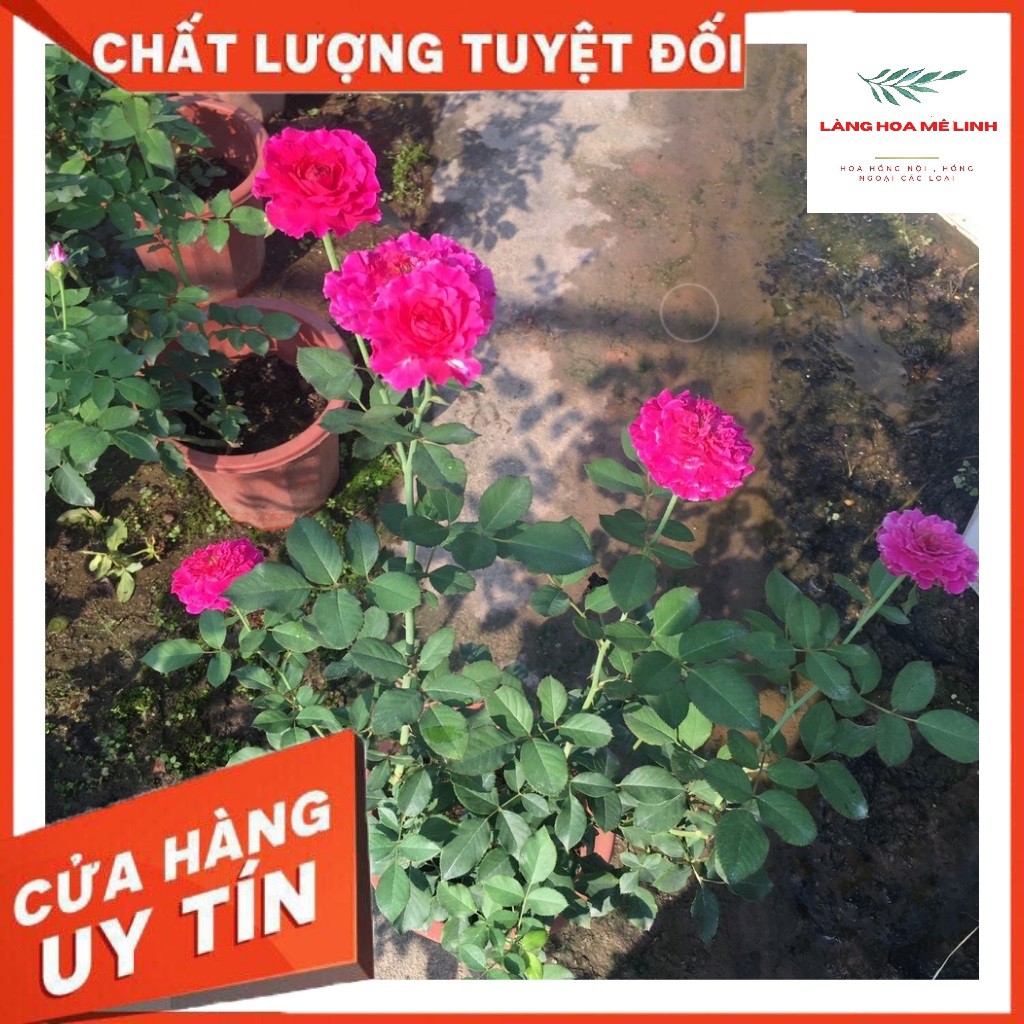 Hoa hồng Bụi Ramukan rose Nhật🍃🍃Ấn tượng bởi màu hồng tím 🍃🍃 - Có hương thơm vừa phải - sai hoa.