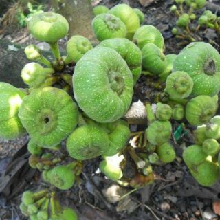 Cây Vả mật giống ( sung vả)