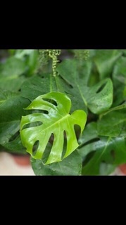 Trầu bà xẻ Monstera