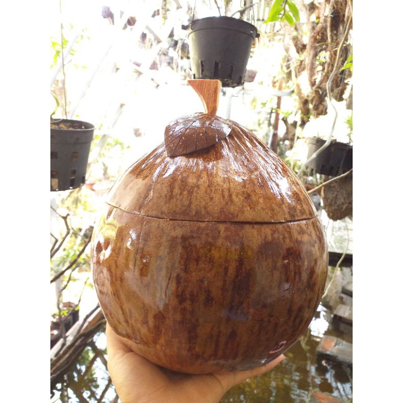 Trái dừa giữ nhiệt bình trà. Giữ nước trong bình ấm cả ngày. Gần gũi với thiên nhiên.