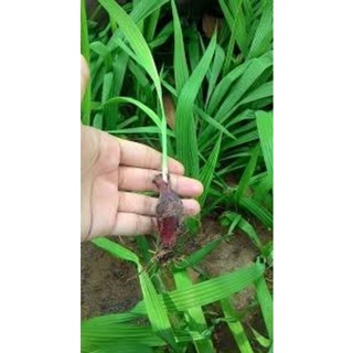 Sâm hành( hành Tây Dayak,sâm đại hành)