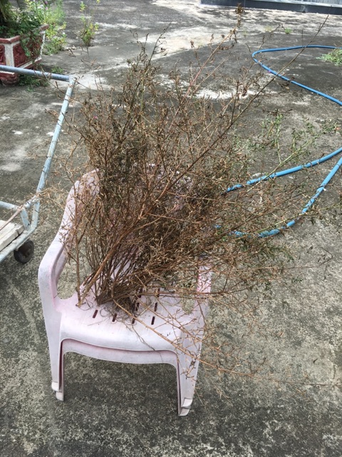 Cây rau mương trị hp- ship hàng thứ 2