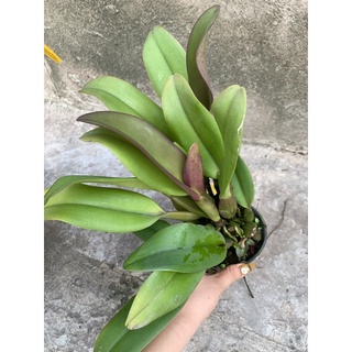 Lan Cattleya chậu lớn đang nụ
