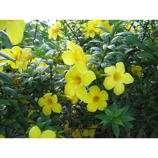 NGUYÊN BẦU CÂY GIỐNG HOA KHUYÊN VÀNG (HUỲNH ANH LÁ NHỎ) SIÊU ĐẸP- BẦU CÂY LỚN , cam kết chất lượng