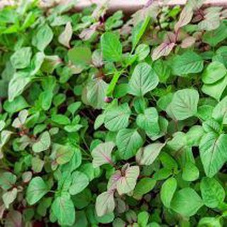 Hạt giống rau dền xanh 20gr thơm ngon dễ trồng