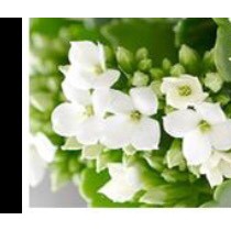Cây giống sống đời đơn màu hồng