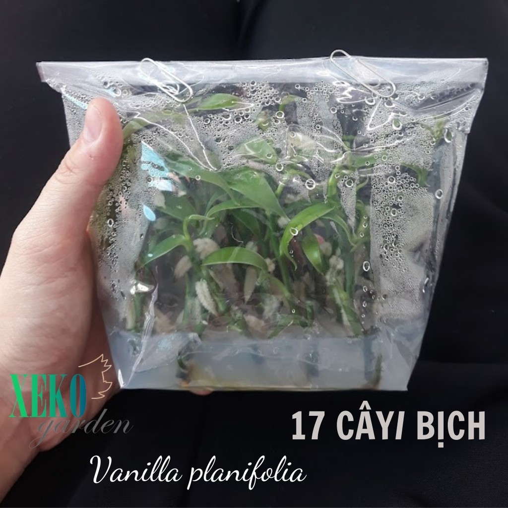 BỊCH 17 CÂY LAN VANI CẤY MÔ (Vanilla planifolia)