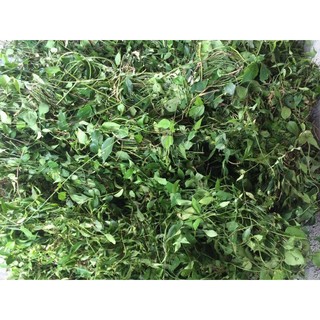 CAO CHÈ VẰNG BÉ XỊN 1KG