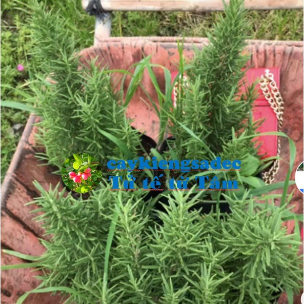 Caykiengsadec - Cây hương thảo + Tặng Phân Bón - trang trí nội thất cảnh quan sân vườn ngoài trời-hoa kiểng lá