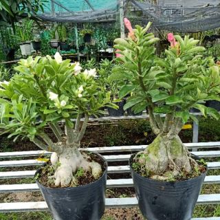 30 hạt sứ thái cánh kép nhập.