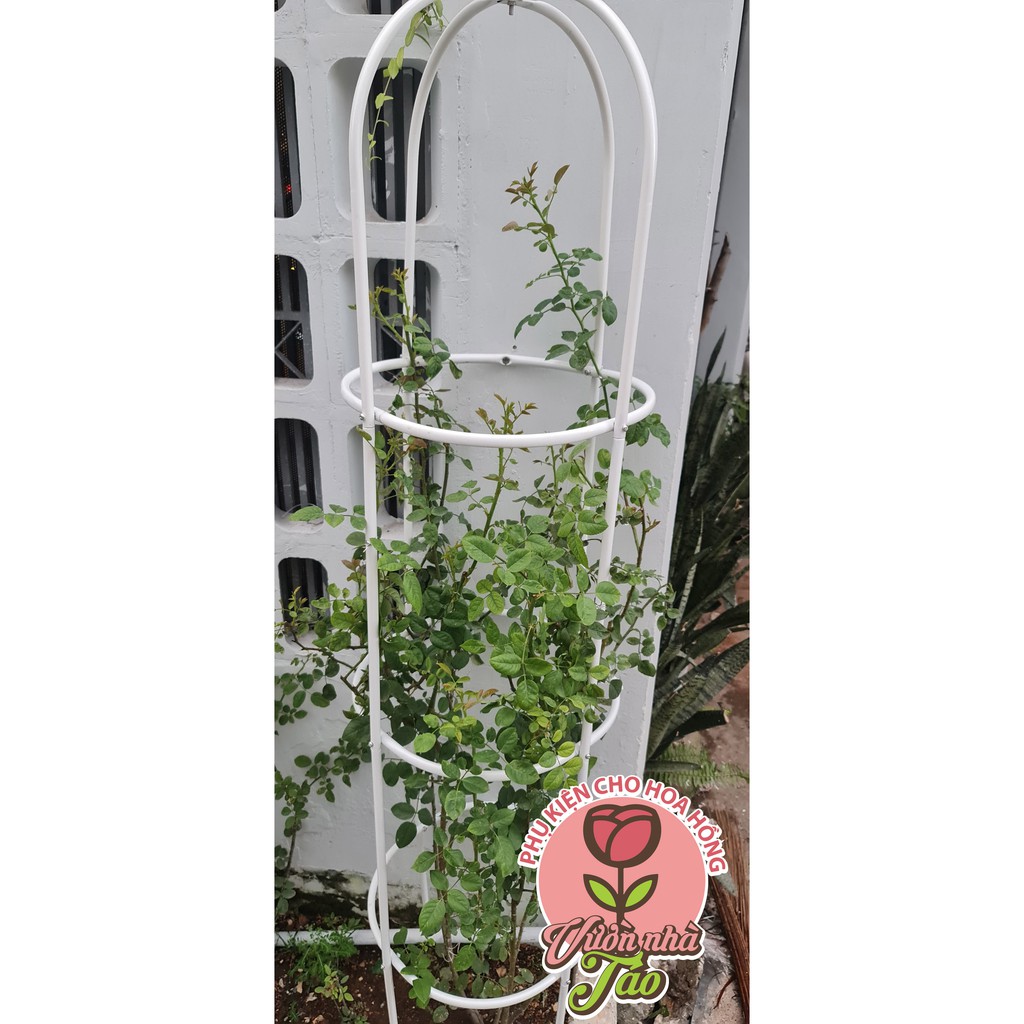 Khung leo dạng tháp chuông cho hoa hồng