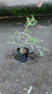 Linh Sam Bonsai