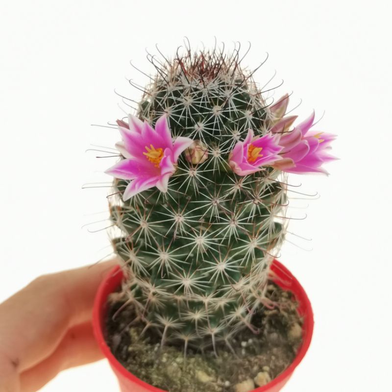 Xương rồng Mammillaria Longiflora siêng hoa.