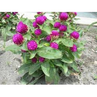 1000 hạt giống bách nhật hồng