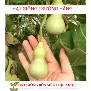 Hạt Giống Bầu Hồ Lô - Mini Siêu Kute 5 HẠT