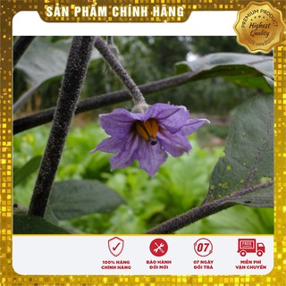 Hạt Giống Cà pháo (cà bát) (cà trứng) Tím