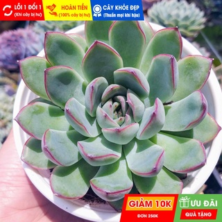 Sen đá viền hồng size trung, đã thuần khí hậu nóng, khoẻ đẹp, hoàn tiền khi cây bị hư hoặc lỗi