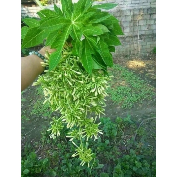 Hoa đu đủ đực sấy khô 500gr