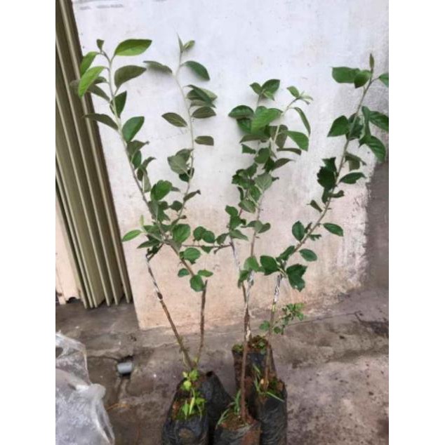 Cây giống Táo Mèo