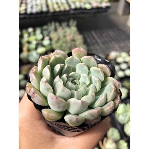 Sen Đá Bánh Bao Hồng Size 5cm Hư 1 Đổi 1
