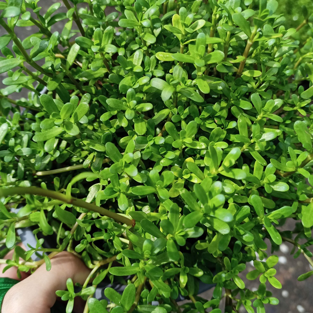 Chậu cây rau sam. trường thọ thái, mã xỉ thái, Portulaca oleracea L.