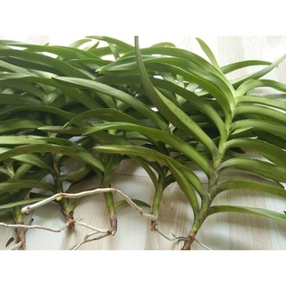 lan mokara đỏ cây giống