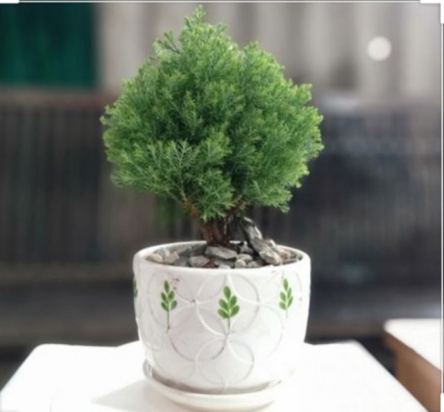 Cây Tùng bồng lai