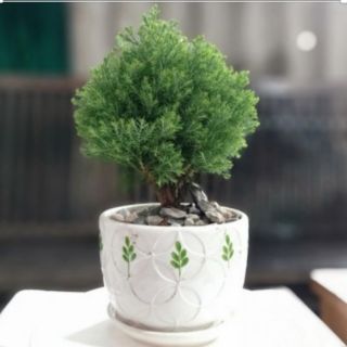 Cây Tùng bồng lai