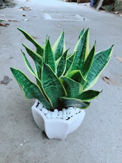 Chậu Lưỡi Hổ Size Lớn